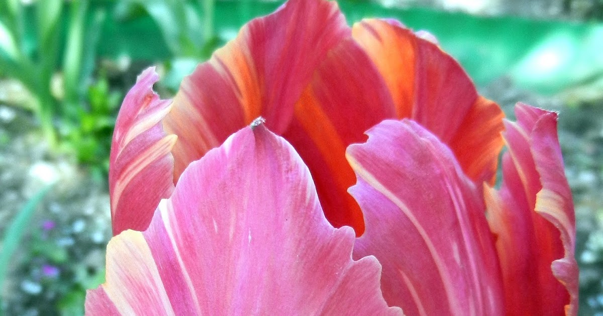 Salad Bawang Apel: Makanan Anti-Alergi yang Bikin Musim Semi Menyenangkan